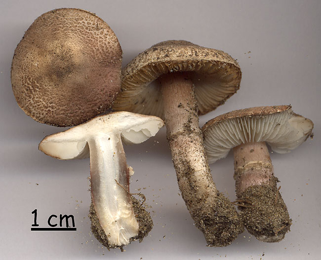 Lepiota brunneolilacea